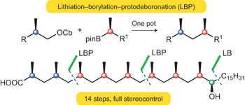 Synthesis of hydroxyphthioceranic acid using a traceless lithiation–borylation–protodeboronation strategy