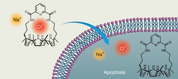 Synthetic ion transporters can induce apoptosis by facilitating chloride anion transport into cells