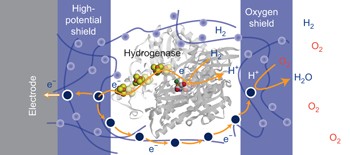 A redox hydrogel protects hydrogenase from high-potential deactivation and oxygen damage