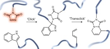 Triazolinediones enable ultrafast and reversible click chemistry for the design of dynamic polymer systems