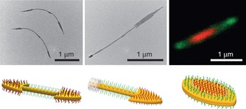 Tailored hierarchical micelle architectures using living crystallization-driven self-assembly in two dimensions