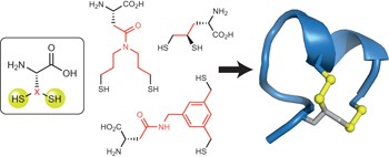 Dithiol amino acids can structurally shape and enhance the ligand-binding properties of polypeptides
