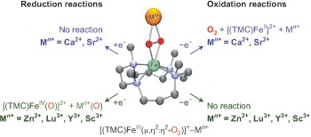 Redox-inactive metal ions modulate the reactivity and oxygen release of mononuclear non-haem iron(<span class="small-caps u-small-caps">III</span>)–peroxo complexes
