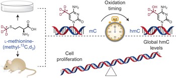 5-Hydroxymethylcytosine is a predominantly stable DNA modification