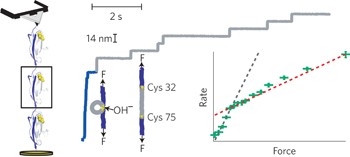 Force-activated reactivity switch in a bimolecular chemical reaction