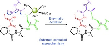 Substrate control in stereoselective lanthionine biosynthesis