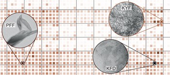 Exploring the sequence space for (tri-)peptide self-assembly to design and discover new hydrogels