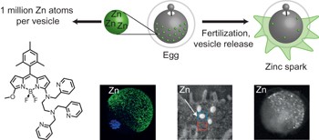 Quantitative mapping of zinc fluxes in the mammalian egg reveals the origin of fertilization-induced zinc sparks