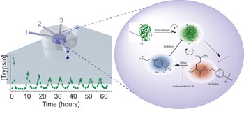 Rational design of functional and tunable oscillating enzymatic networks