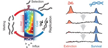 Heat flux across an open pore enables the continuous replication and selection of oligonucleotides towards increasing length