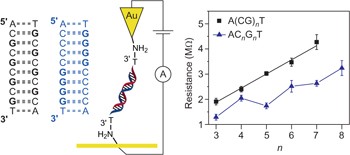 Intermediate tunnelling–hopping regime in DNA charge transport