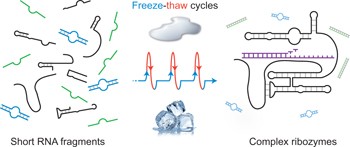 Freeze–thaw cycles as drivers of complex ribozyme assembly