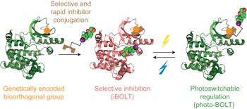 Selective, rapid and optically switchable regulation of protein function in live mammalian cells