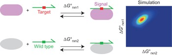 Simulation-guided DNA probe design for consistently ultraspecific hybridization