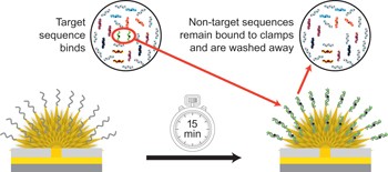 An electrochemical clamp assay for direct, rapid analysis of circulating nucleic acids in serum