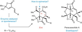 Diels–Alderase-free, bis-pericyclic, [4+2] dimerization in the biosynthesis of (±)-paracaseolide A