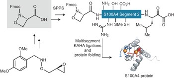 An oxazetidine amino acid for chemical protein synthesis by rapid, serine-forming ligations