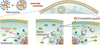 Supramolecular regulation of bioorthogonal catalysis in cells using nanoparticle-embedded transition metal catalysts