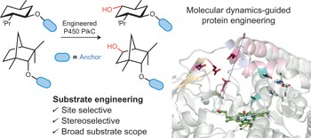 Enzymatic hydroxylation of an unactivated methylene C–H bond guided by molecular dynamics simulations