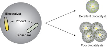 Optimization of a whole-cell biocatalyst by employing genetically encoded product sensors inside nanolitre reactors