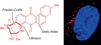 Synthesis of marmycin A and investigation into its cellular activity