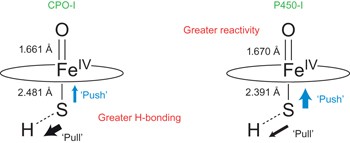 Significantly shorter Fe–S bond in cytochrome P450-I is consistent with greater reactivity relative to chloroperoxidase