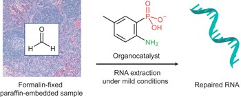 Organocatalytic removal of formaldehyde adducts from RNA and DNA bases