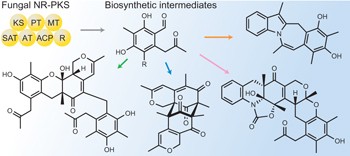 Use of a biosynthetic intermediate to explore the chemical diversity of pseudo-natural fungal polyketides