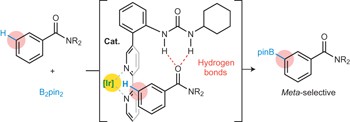 A <i>meta</i>-selective C–H borylation directed by a secondary interaction between ligand and substrate