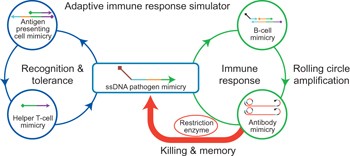 A cascade reaction network mimicking the basic functional steps of adaptive immune response