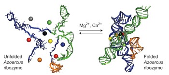 How do metal ions direct ribozyme folding?