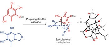 An eight-step synthesis of epicolactone reveals its biosynthetic origin