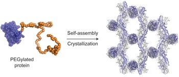 Structure of a PEGylated protein reveals a highly porous double-helical assembly