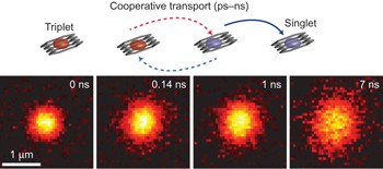 Cooperative singlet and triplet exciton transport in tetracene crystals visualized by ultrafast microscopy