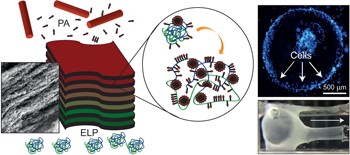 Co-assembly, spatiotemporal control and morphogenesis of a hybrid protein–peptide system