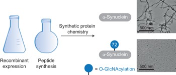 O-GlcNAc modification blocks the aggregation and toxicity of the protein α-synuclein associated with Parkinson's disease