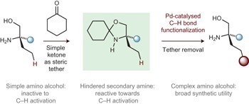 A steric tethering approach enables palladium-catalysed C–H activation of primary amino alcohols
