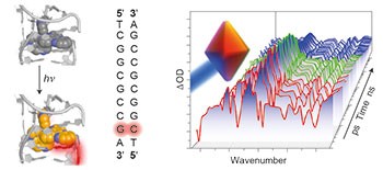 Monitoring one-electron photo-oxidation of guanine in DNA crystals using ultrafast infrared spectroscopy