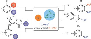 Palladium-catalysed norbornene-mediated C–H functionalization of arenes