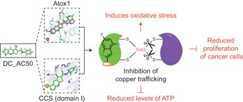 Inhibition of human copper trafficking by a small molecule significantly attenuates cancer cell proliferation