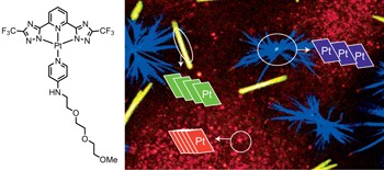 Controlling and imaging biomimetic self-assembly