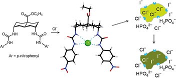 Efficient, non-toxic anion transport by synthetic carriers in cells and epithelia