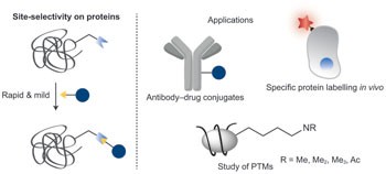 Site-selective protein-modification chemistry for basic biology and drug development