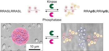 Phosphorylation-mediated RNA/peptide complex coacervation as a model for intracellular liquid organelles