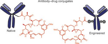 Recent advances in the construction of antibody–drug conjugates