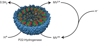 Self-assembling biomolecular catalysts for hydrogen production