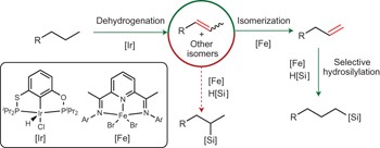 Conversion of alkanes to linear alkylsilanes using an iridium–iron-catalysed tandem dehydrogenation–isomerization–hydrosilylation