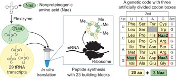 Expanding the amino acid repertoire of ribosomal polypeptide synthesis via the artificial division of codon boxes