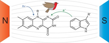 Chemical amplification of magnetic field effects relevant to avian magnetoreception