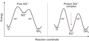 Designed metalloprotein stabilizes a semiquinone radical